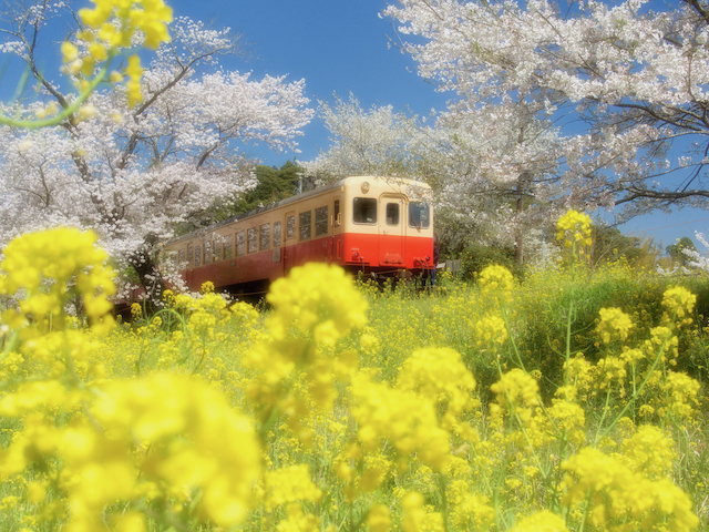 春の小湊鉄道の画像