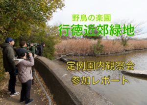 行徳近郊緑地 定例園内観察会 参加レポート