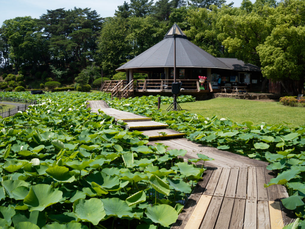 OLYMPUS M.ZUIKO DIGITAL 17mm F1.8 作例