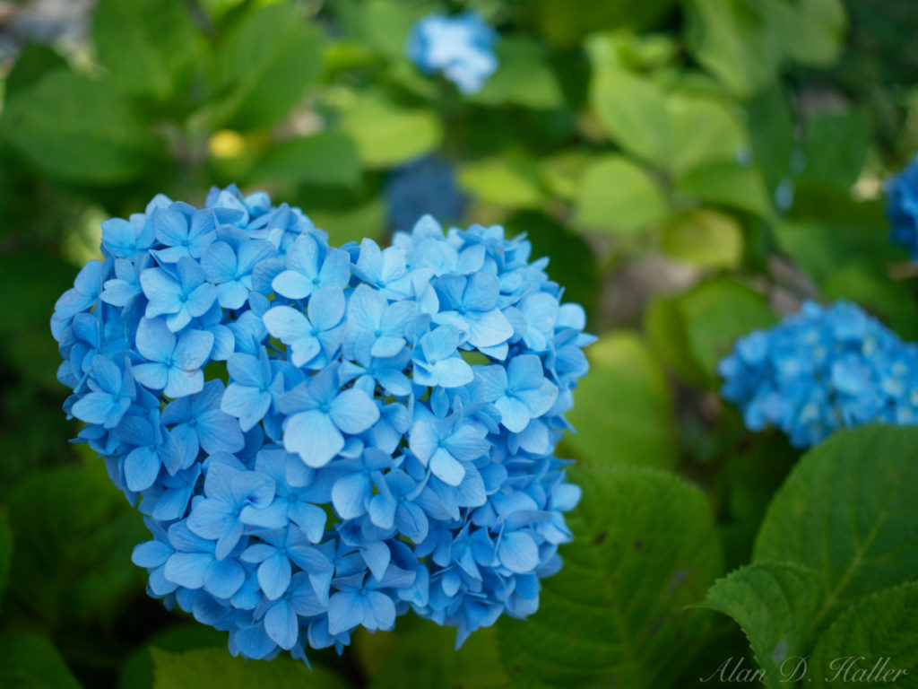 OLYMPUS M.ZUIKO DIGITAL 17mm F1.8 作例