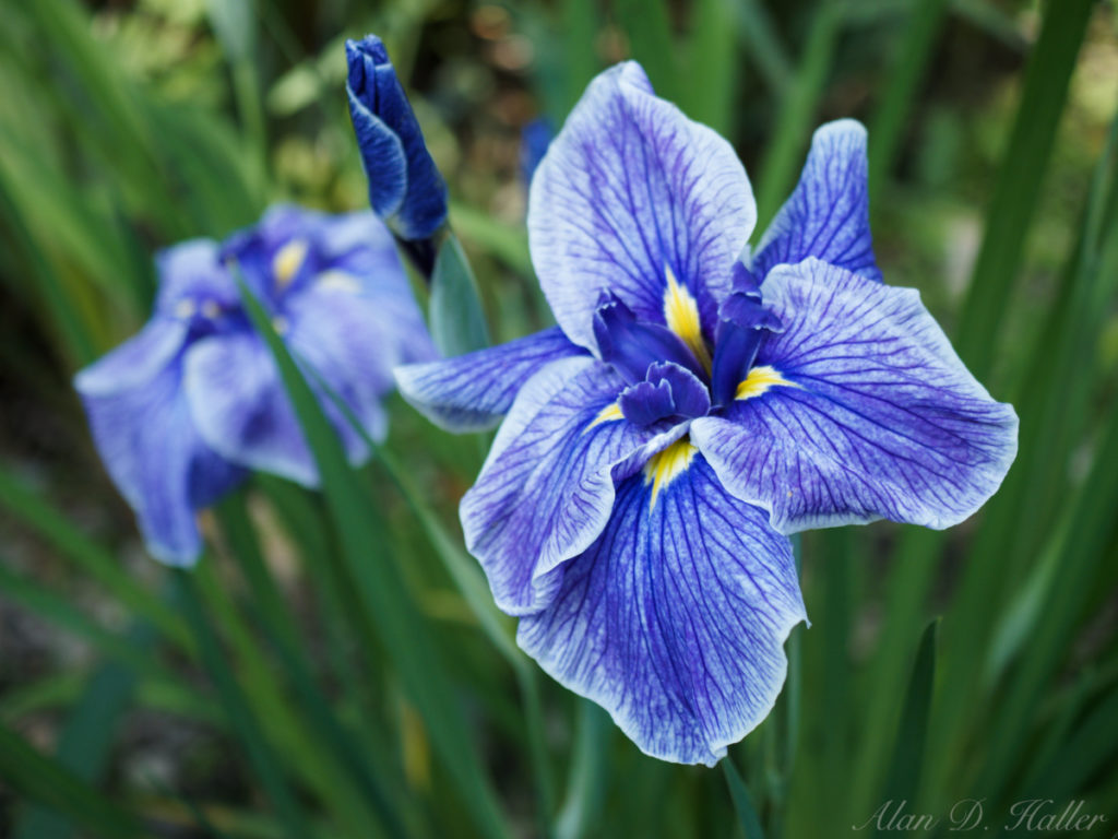 OLYMPUS M.ZUIKO DIGITAL ED 30mm F3.5 Macro 作例