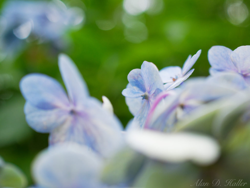 OLYMPUS M.ZUIKO DIGITAL ED 30mm F3.5 Macro 作例