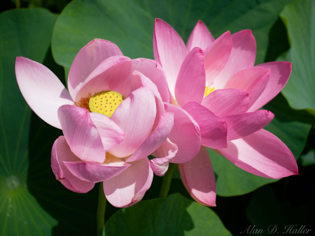 OLYMPUS M.ZUIKO DIGITAL ED 30mm F3.5 Macro 作例