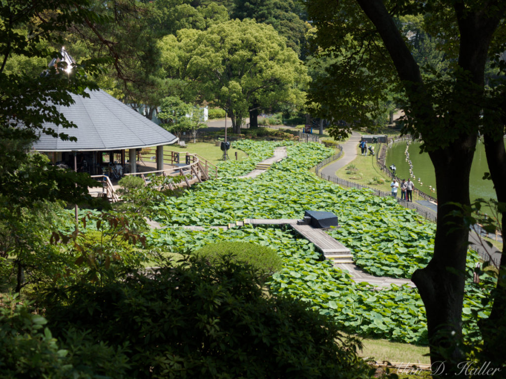 OLYMPUS M.ZUIKO DIGITAL ED 30mm F3.5 Macro 作例