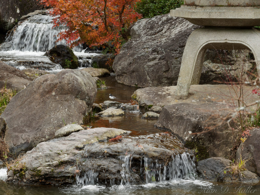 OLYMPUS M.ZUIKO DIGITAL ED 75mm F1.8 作例