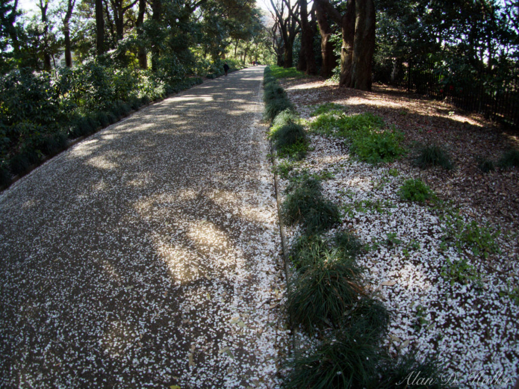 OM SYSTEM オリンパス BCL-0980 Fisheye 作例