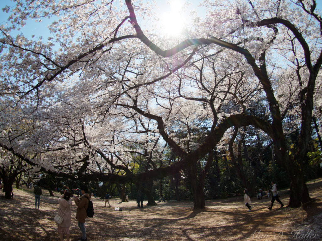 OM SYSTEM オリンパス BCL-0980 Fisheye 作例