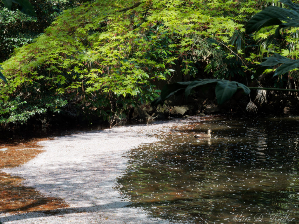 OLYMPUS M.ZUIKO DIGITAL ED 60mm F2.8 Macro 作例