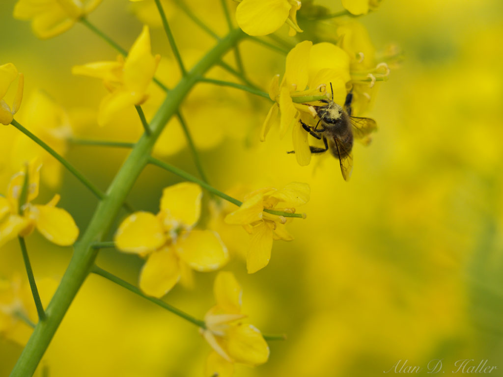 OLYMPUS M.ZUIKO DIGITAL ED 60mm F2.8 Macro 作例