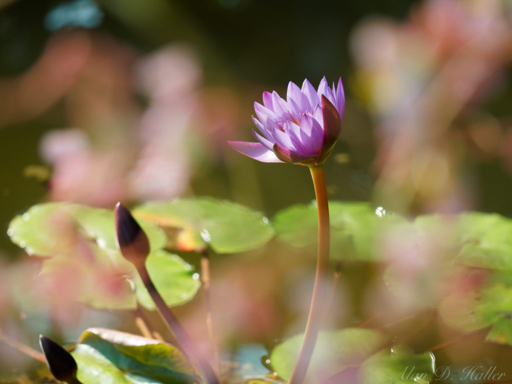 OLYMPUS M.ZUIKO DIGITAL ED 60mm F2.8 Macro 作例