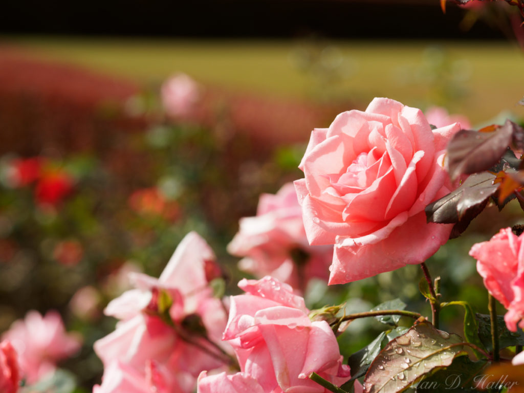 OLYMPUS M.ZUIKO DIGITAL ED 60mm F2.8 Macro 作例