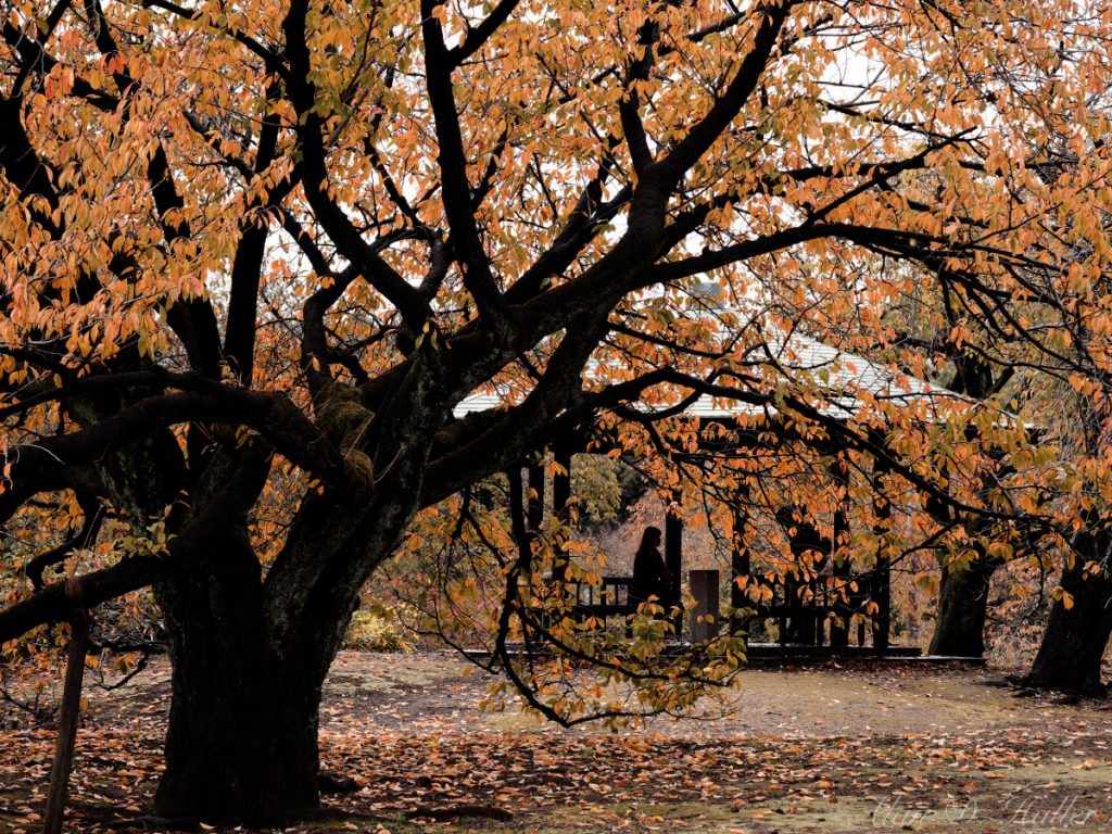 OLYMPUS M.ZUIKO DIGITAL ED 60mm F2.8 Macro 作例