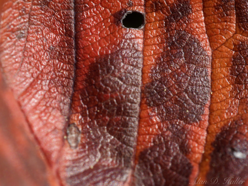 OLYMPUS M.ZUIKO DIGITAL ED 60mm F2.8 Macro 作例