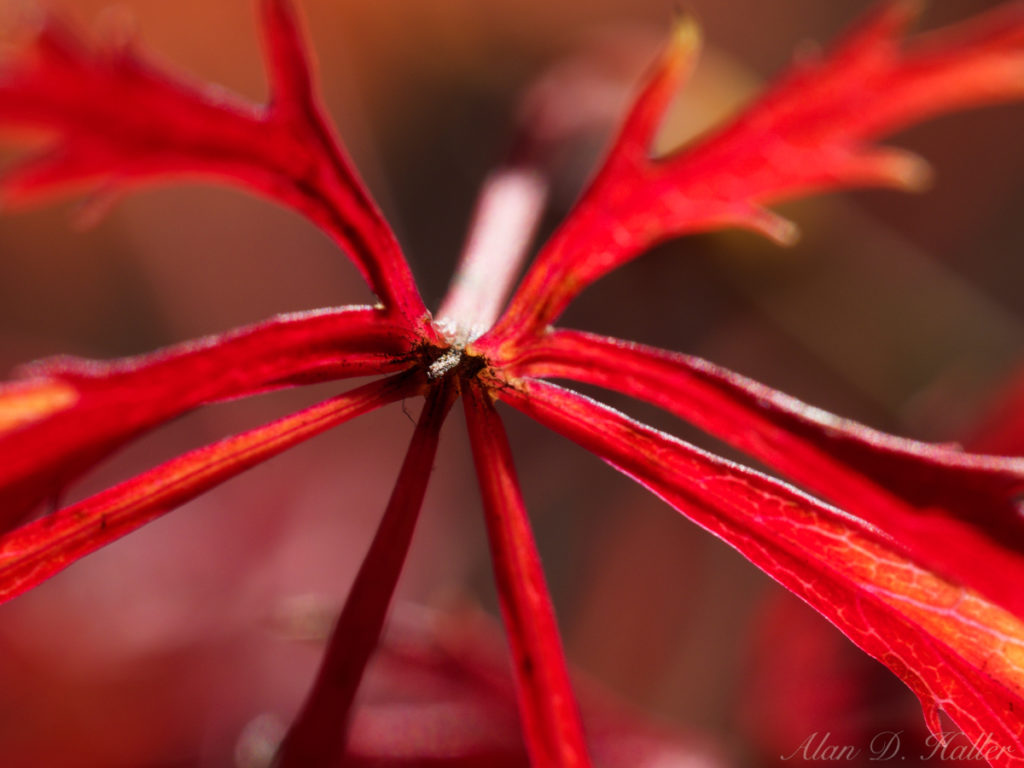 OLYMPUS M.ZUIKO DIGITAL ED 60mm F2.8 Macro 作例