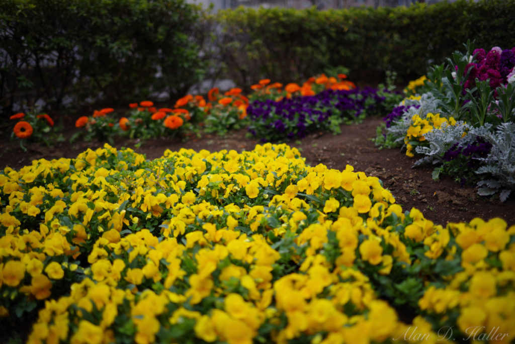 PENTAX K-1 Mark II 作例 JR千葉駅前