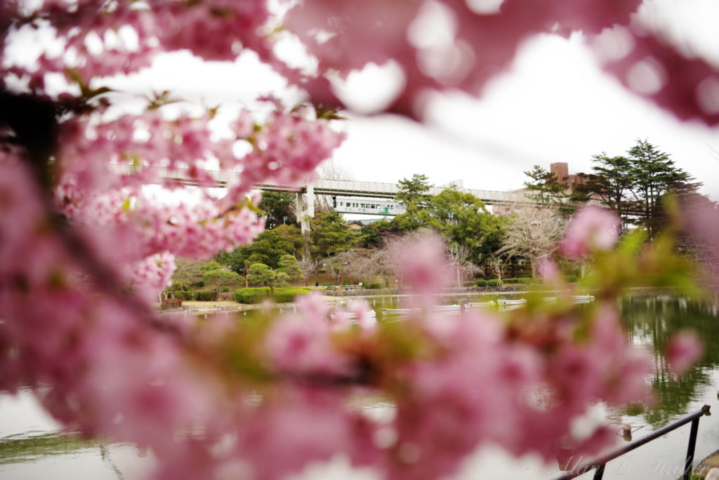 PENTAX K-1 Mark II 作例 千葉公園