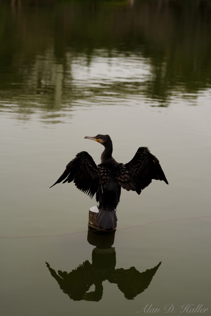 PENTAX K-1 Mark II 作例 千葉公園