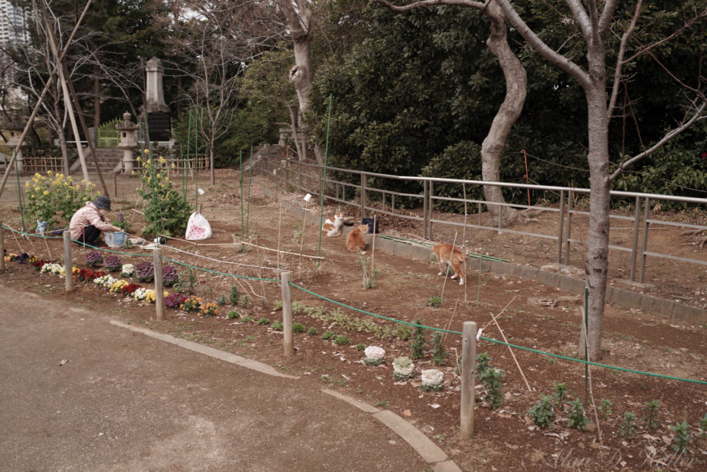 PENTAX K-1 Mark II 作例 亥鼻公園