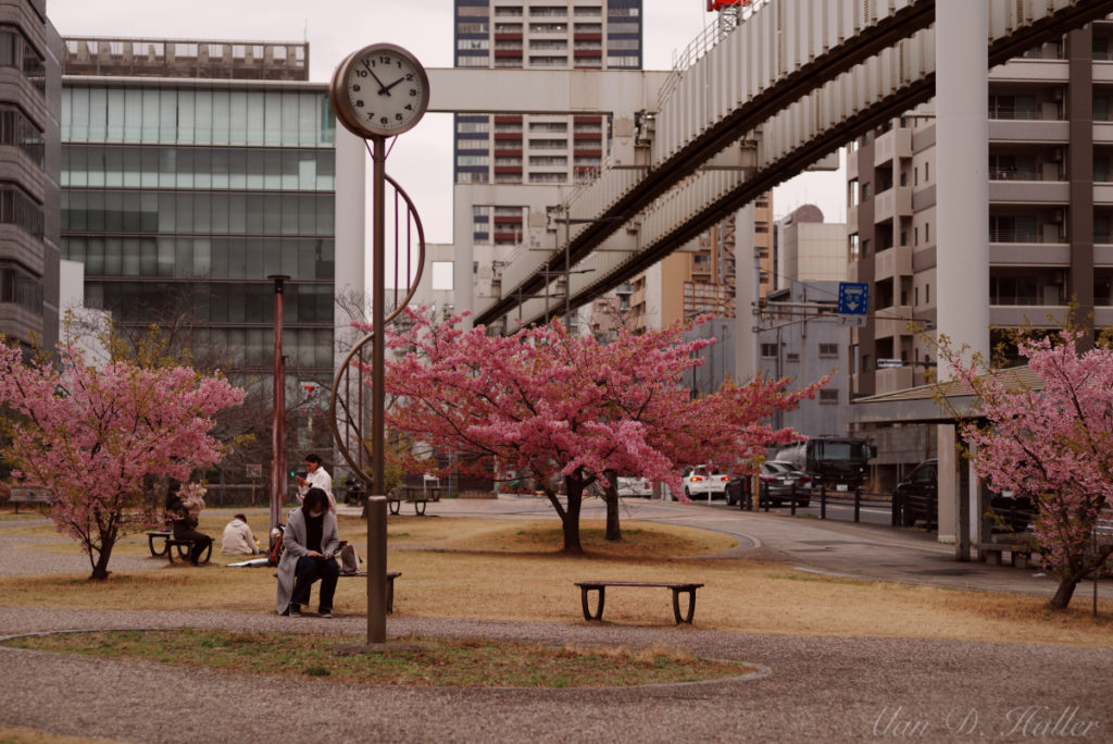 PENTAX K-1 Mark II 作例 本千葉公園