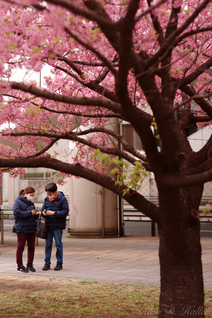 PENTAX K-1 Mark II 作例 本千葉公園